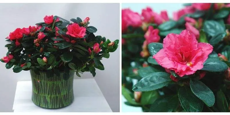 Азалия Фридхельм Шеррер Д15