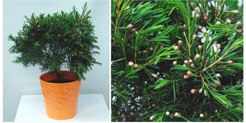 Хамелациум Снуфлэйк Д12 Н35