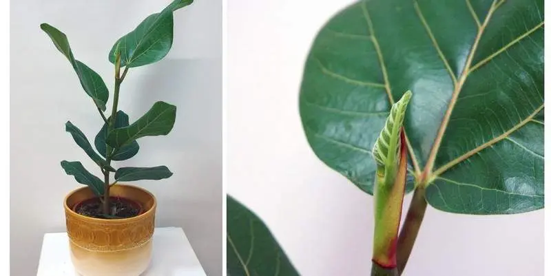 Фикус Бенгальский Андрей Д15 Н45