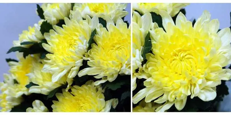 Сальма Крем 