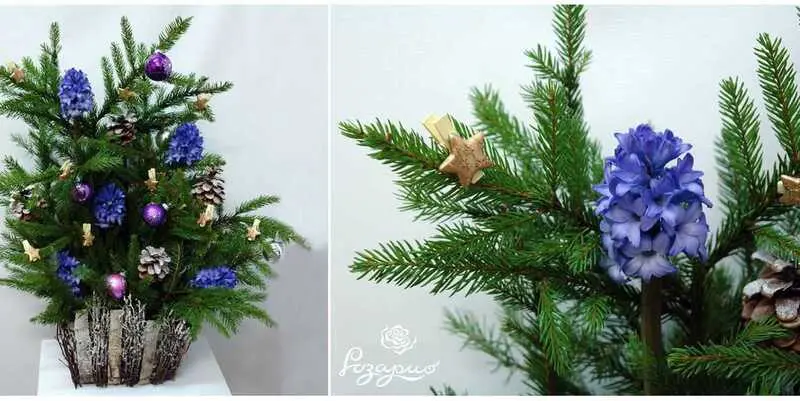 Еловое счастье